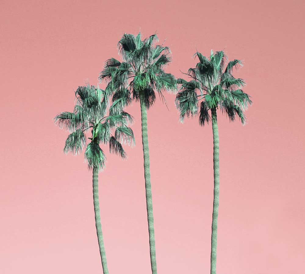 Palmtrees